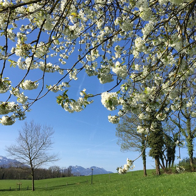 Bavarian spring