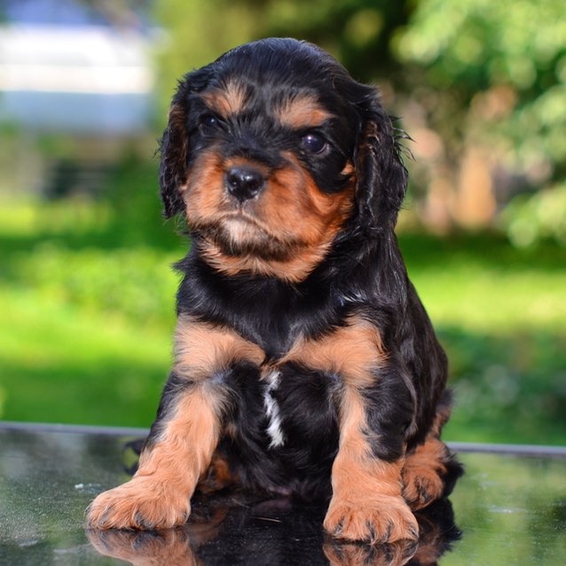 Sweetie Black and Tan boy