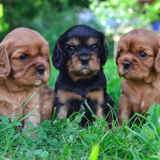 Our boys! 4 weeks