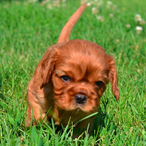 Little ruby-boy