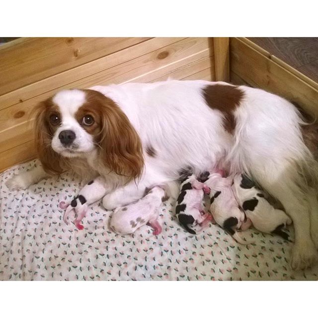 Today is a great day! Juliette's daughter Funny became a mother of two boys and three girls. So sad that Juliette isn't with us  But I'm really glad that she gave so much to our world ️